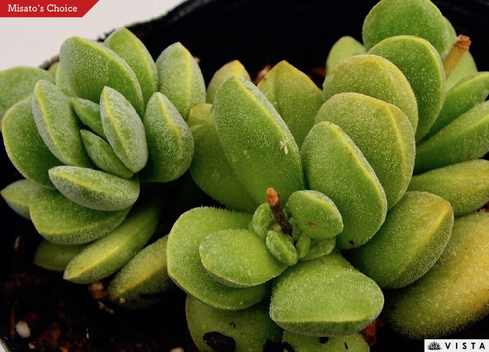 アルギロフィラ クラッスラ属　多肉植物　9cmポット観葉植物 雑貨 おすすめ インテリア 暮らし 植え付け 挿し木 実生 冬型 夏型