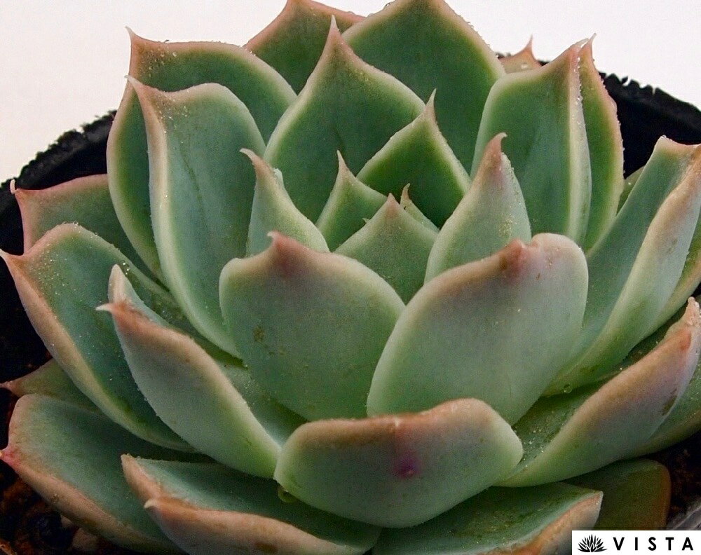 コデルリア　 エケベリア属　多肉植物　9cmポット観葉植物 雑貨 おすすめ インテリ...