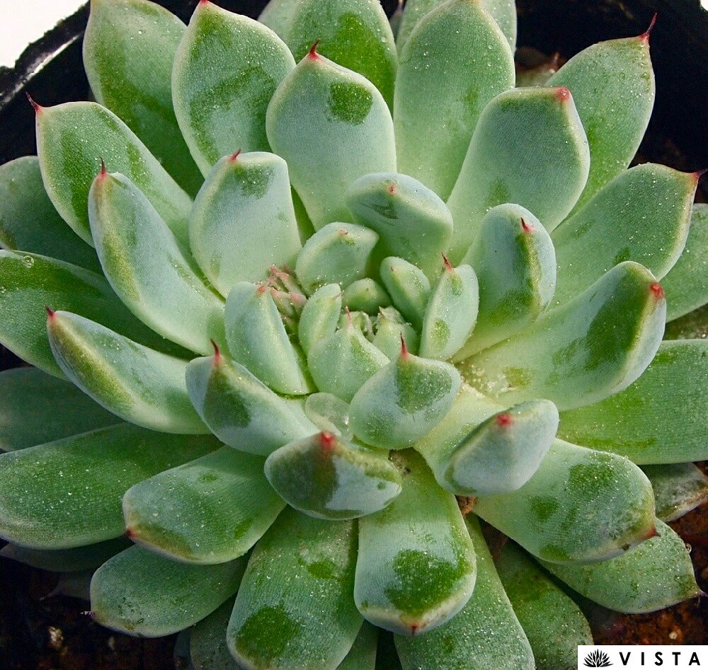 ハイマ　 エケベリア属　多肉植物　9cmポット観葉植物 雑貨 おすすめ インテリア 暮らし 室内 植物 育て方 サボテン 多肉