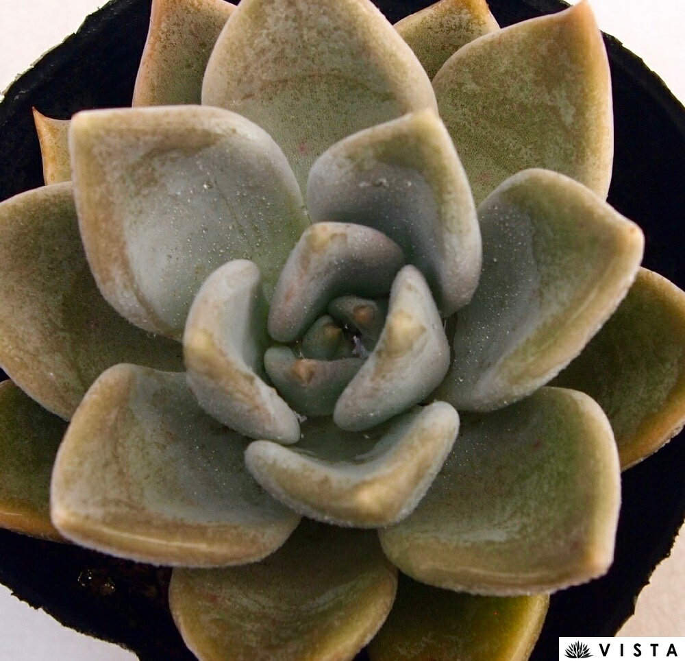 白くま　 エケベリア属　多肉植物　9cmポット観葉植物 雑貨 おすすめ インテリア 暮らし 室内 植物 育て方 サボテン 多肉