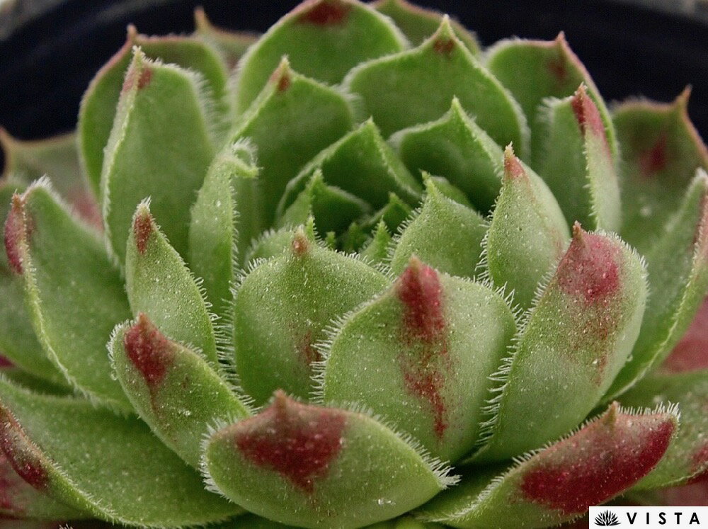 乐天商城 - ダークポイント　センペルビウム属　多肉植物　9cmポット観葉植物 雑貨 おすすめ インテリア 暮らし 地植え 鉢植え 子株 寒さ 紅葉