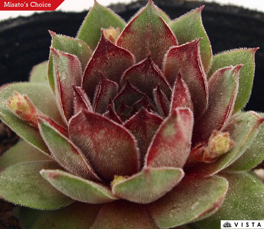 Rakuten - プラウドゼルダ　センペルビウム属　多肉植物　9cmポット観葉植物 雑貨 おすすめ インテリア 暮らし 地植え 鉢植え 子株 寒さ 紅葉