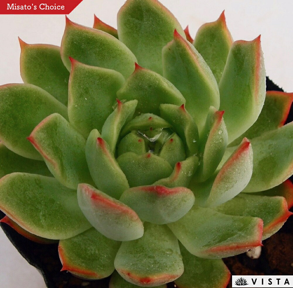 ピンクドラゴン　 エケベリア属　多肉植物　9cmポット観葉植物 雑貨 おすすめ インテリア 暮らし 室内 植物 育て方 サボテン 多肉