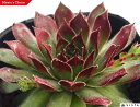 ケリージョー センペルビウム属 多肉植物 9cmポット観葉植物 雑貨 おすすめ インテリア 暮らし 地植え 鉢植え 子株 寒さ 紅葉