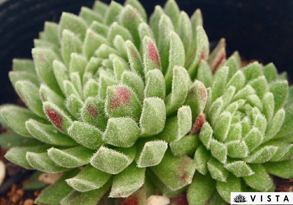 Other - 小林レッド（コバヤシレッド）　センペルビウム属　多肉植物　9cmポット観葉植物 雑貨 おすすめ インテリア 暮らし 地植え 鉢植え 子株 寒さ 紅葉
