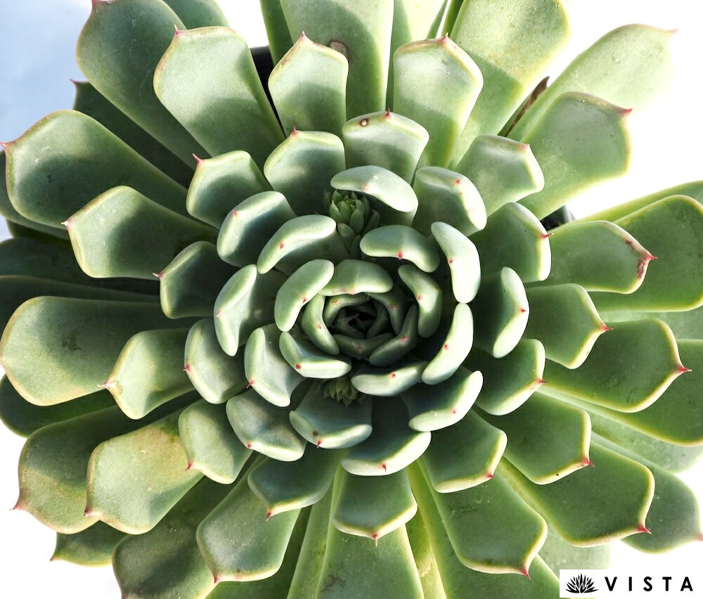 ノルマ【デラックス多肉】エケベリア属　多肉植物　10.5cmポット観葉植物 雑貨 おすすめ インテリア 暮らし 室内 植物 育て方 サボテン 多肉
