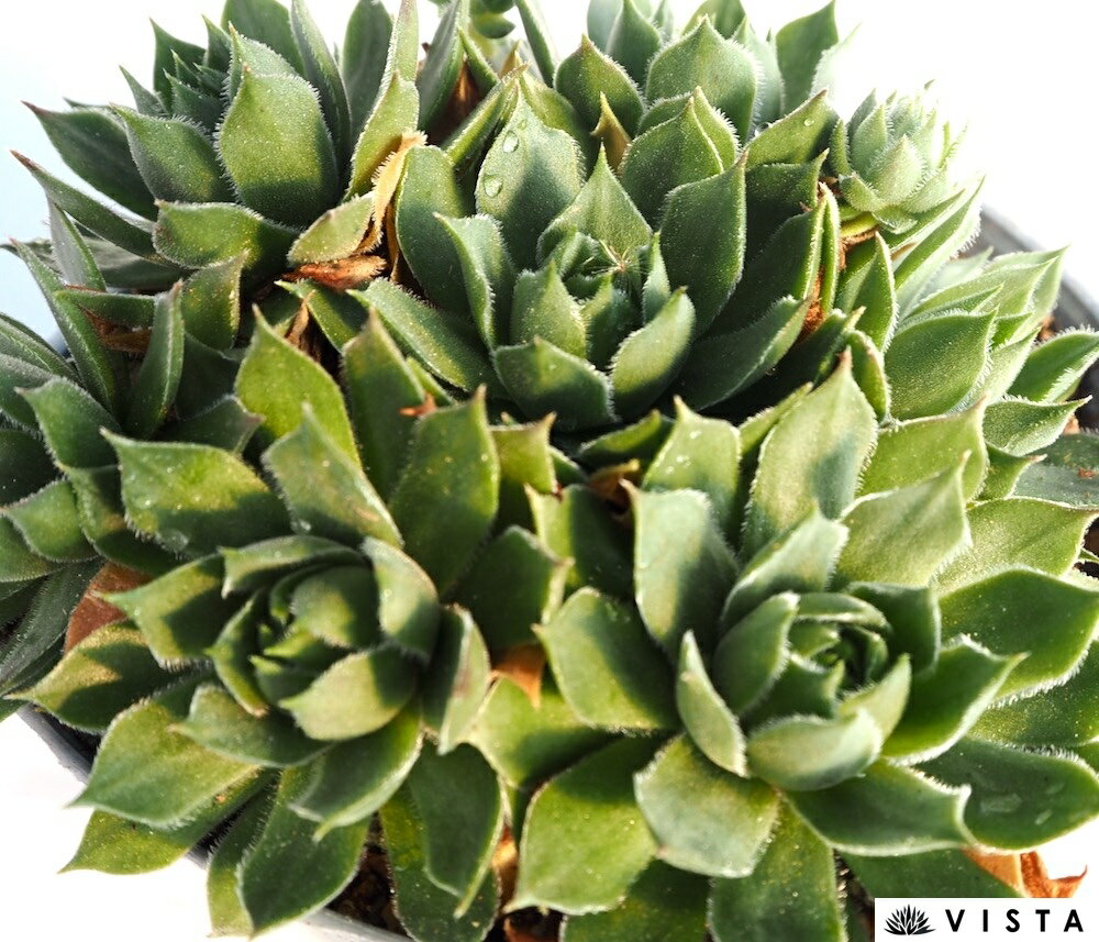 アステロイド【デラックス多肉】センペルビウム属　多肉植物　10.5cmポット観葉植物 雑貨 おすすめ インテリア 暮らし&#160;地植え 鉢植え 子株 寒さ 紅葉