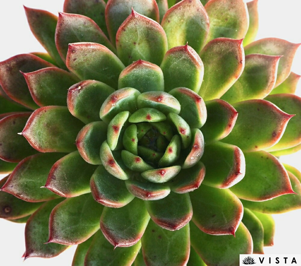 ノマド【デラックス多肉】 エケベリア属　多肉植物　10.5cmポット観葉植物 雑貨 おすすめ インテリア 暮らし 室内 植物 育て方 サボテン 多肉