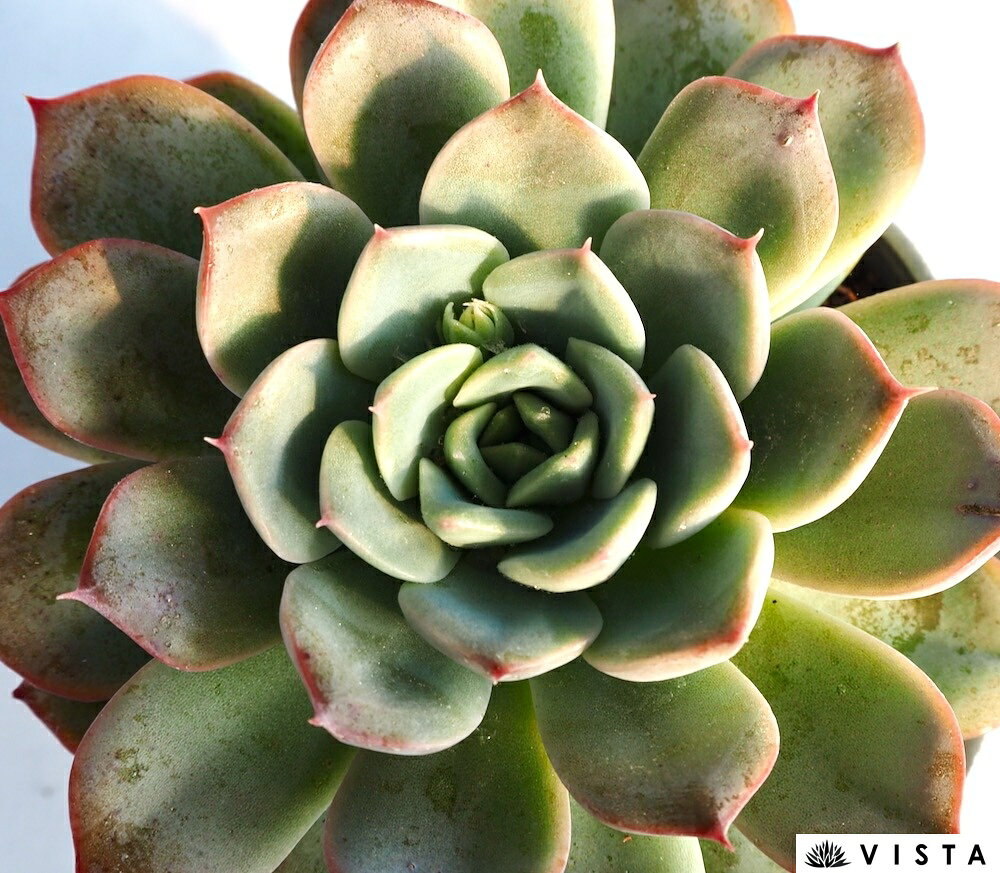 イサック【デラックス多肉】エケベリア属　多肉植物　10.5cmポット観葉植物 雑貨 おすすめ インテリア 暮らし 室内 植物 育て方 サボテン 多肉