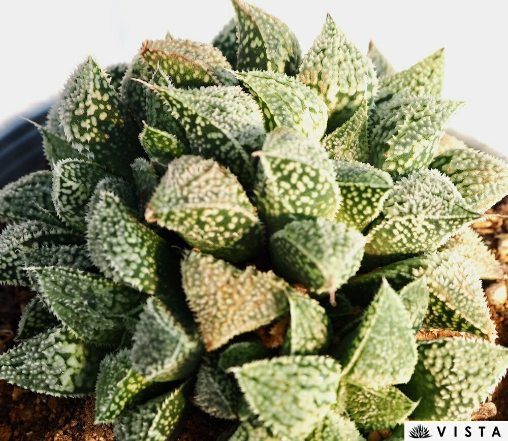 Rakuten - プラチナ 【デラックス多肉】 ハオルチア属【ジュエルプランツ】　多肉植物　10.5cmポット観葉植物 雑貨 おすすめ インテリア 暮らし ハオルシア haworthia サボテン 植物