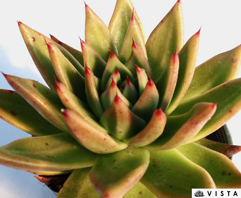 ドンムーン【デラックス多肉】エケベリア属　多肉植物　10.5cmポット観葉植物 雑貨...