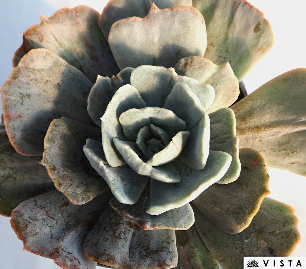 リラシナ（モンスト）【デラックス多肉】エケベリア属　多肉植物　10.5cmポット観葉植物 雑貨 おすすめ インテリア 暮らし 室内 植物 育て方 サボテン 多肉