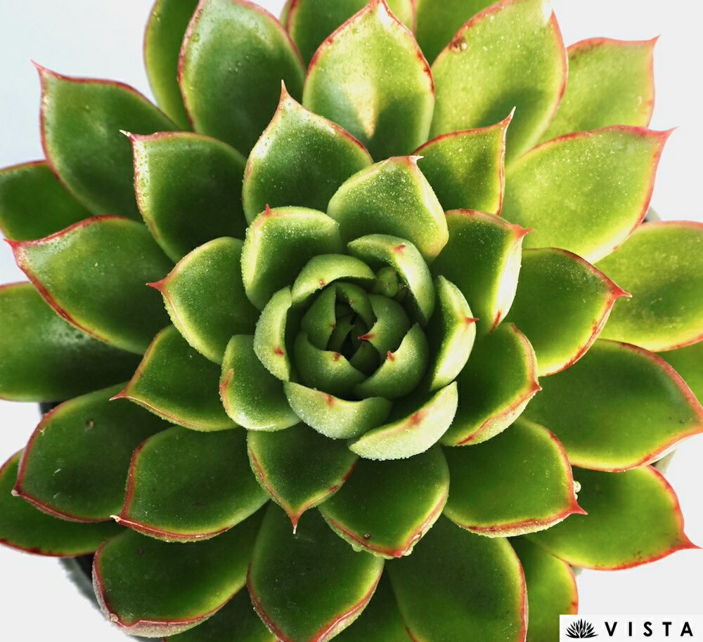 ルビーノバ【デラックス多肉】 エケベリア属　多肉植物　10.5cmポット観葉植物 雑貨 おすすめ インテリア 暮らし 室内 植物 育て方 サボテン 多肉