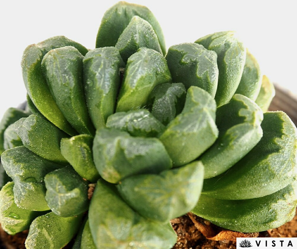 Other - 美穂（ミホ）【デラックス多肉】ハオルチア属　多肉植物　10.5cmポット観葉植物 雑貨 おすすめ インテリア 暮らし ハオルシア haworthia サボテン 植物