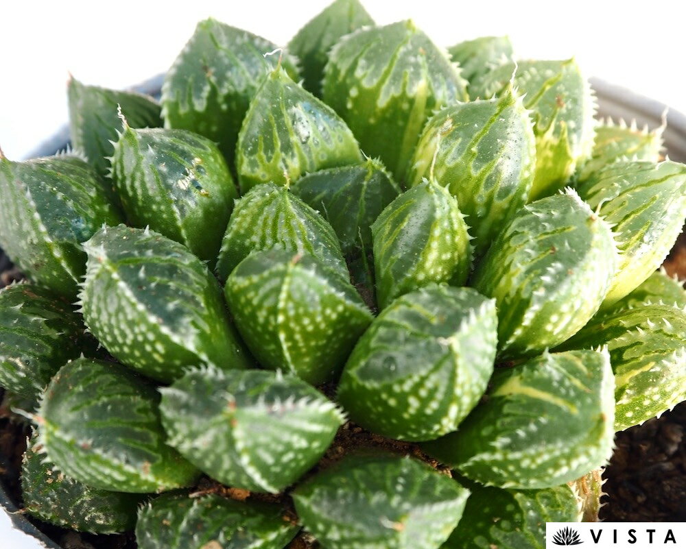 フラダンス【デラックス多肉】 ハオルチア属　多肉植物　 10.5cmポット 観葉植物 雑貨 おすすめ インテリア 暮らし ハオルシア haworthia サボテン 植物