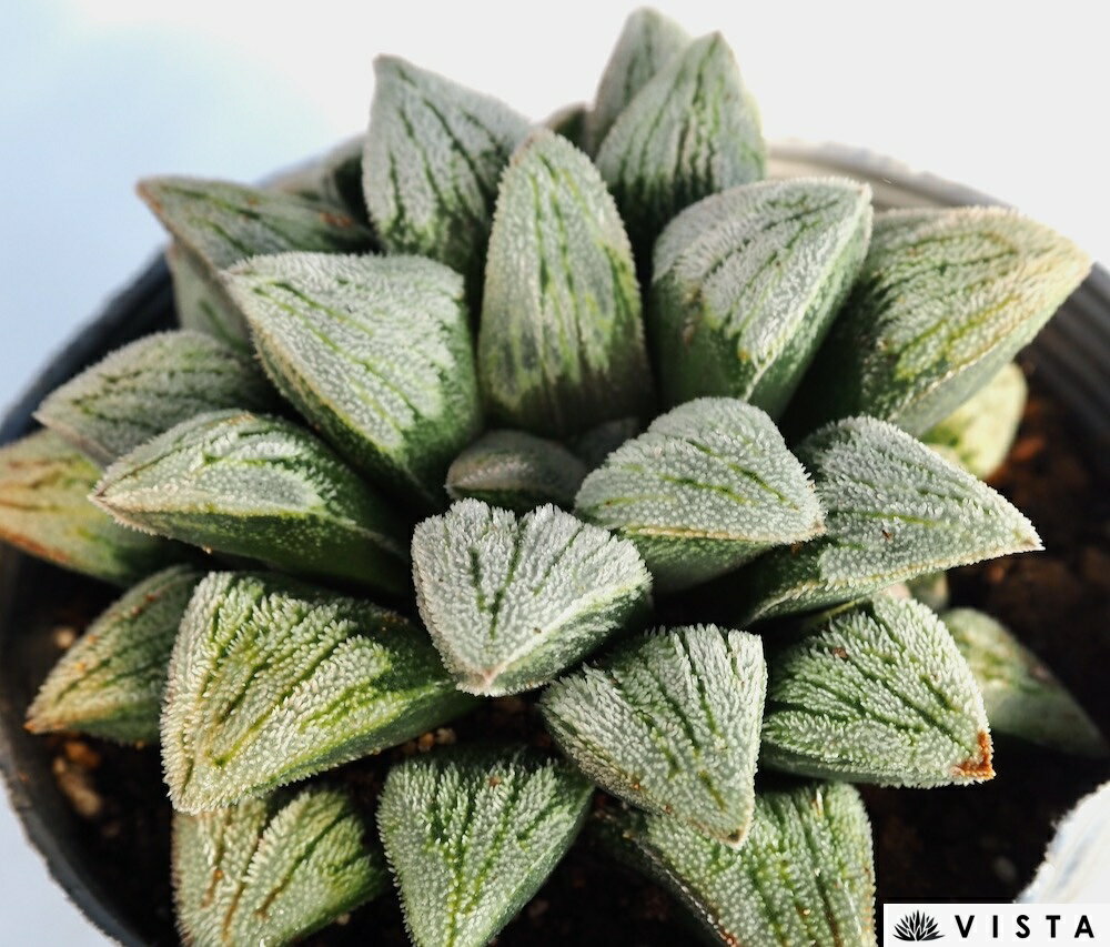 夢の銀河（ユメノギンガ）【デラックス多肉】ハオルチア属　多肉植物　10.5cmポット 観葉植物 雑貨 おすすめ インテリア 暮らし ハオルシア haworthia サボテン 植物