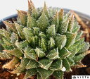 キララ 【デラックス多肉】 ハオルチア属【ジュエルプランツ】 多肉植物 10.5cmポット観葉植物 雑貨 おすすめ インテリア 暮らし ハオルシア haworthia サボテン 植物