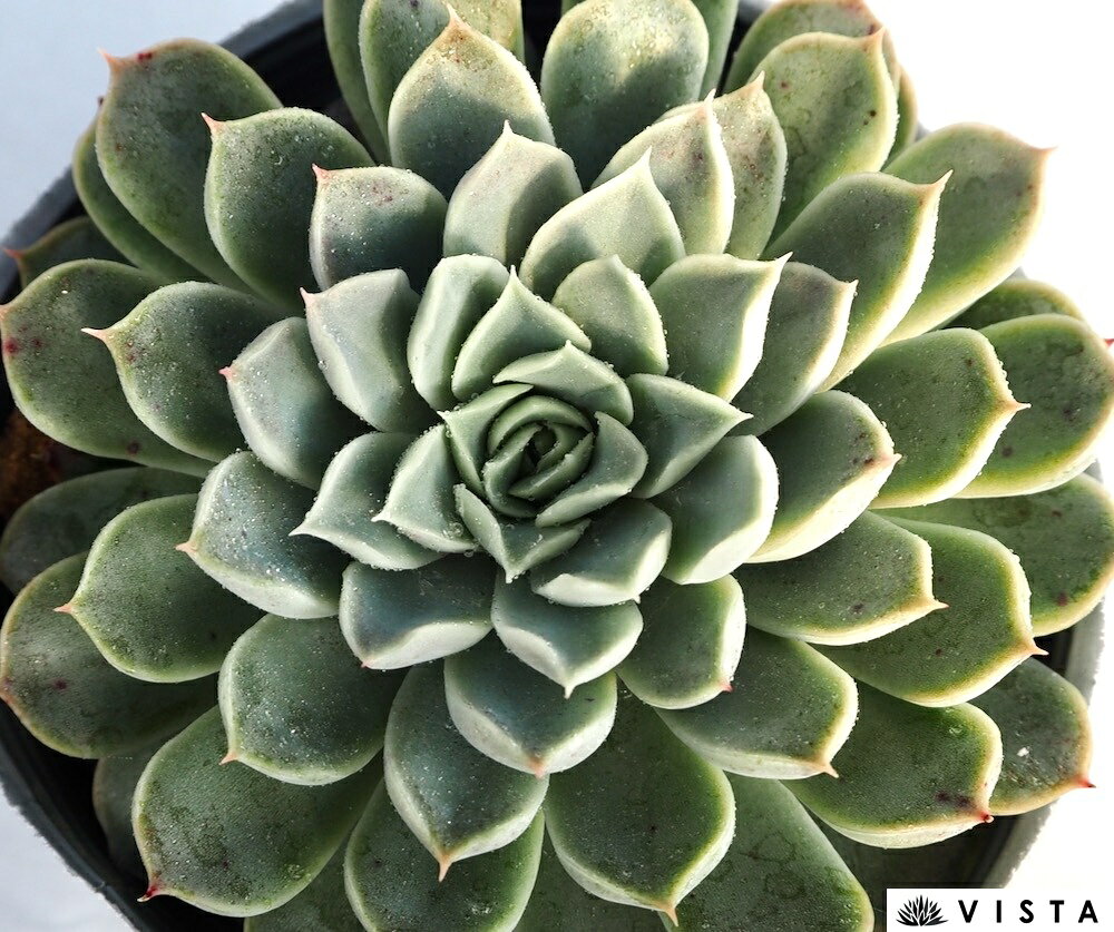 雪輪（ユキワ）【デラックス多肉】エケベリア属　多肉植物　10.5cmポット観葉植物 雑貨 おすすめ インテリア 暮らし 室内 植物 育て方 サボテン 多肉