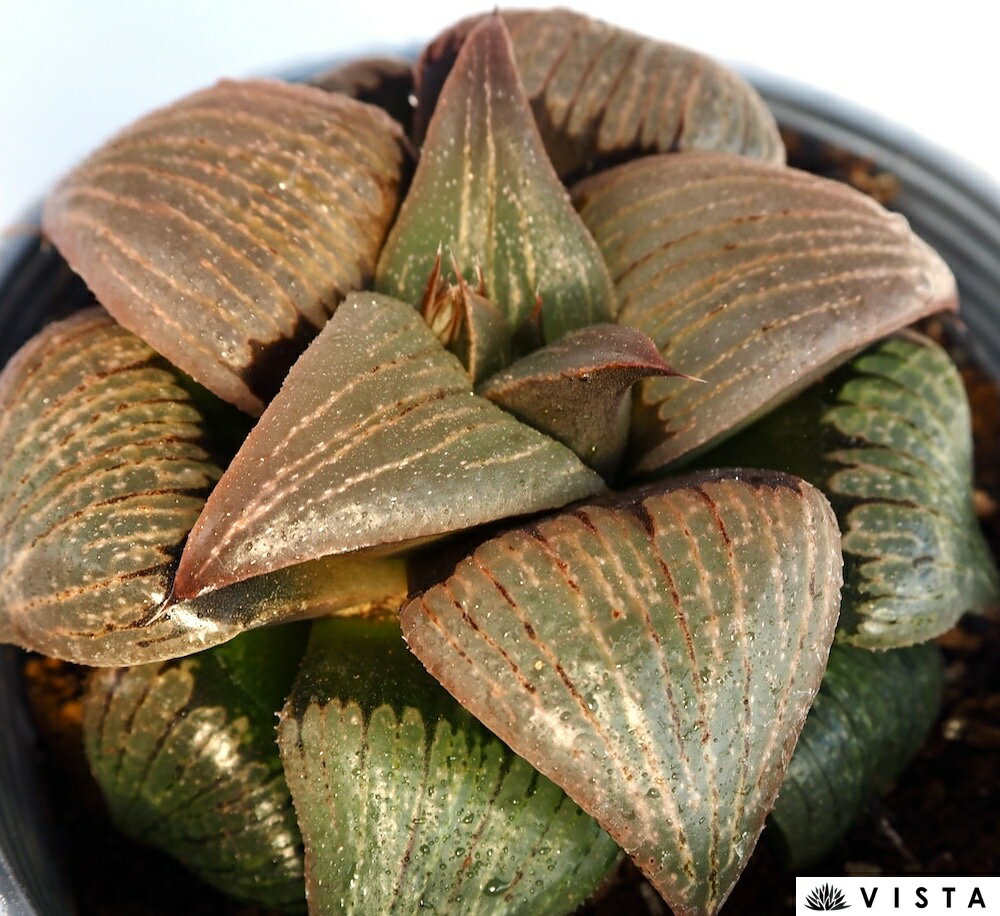 竹虎（タケトラ）【デラックス多肉】 ハオルチア属【ジュエルプランツ】多肉植物　 10.5cmポット