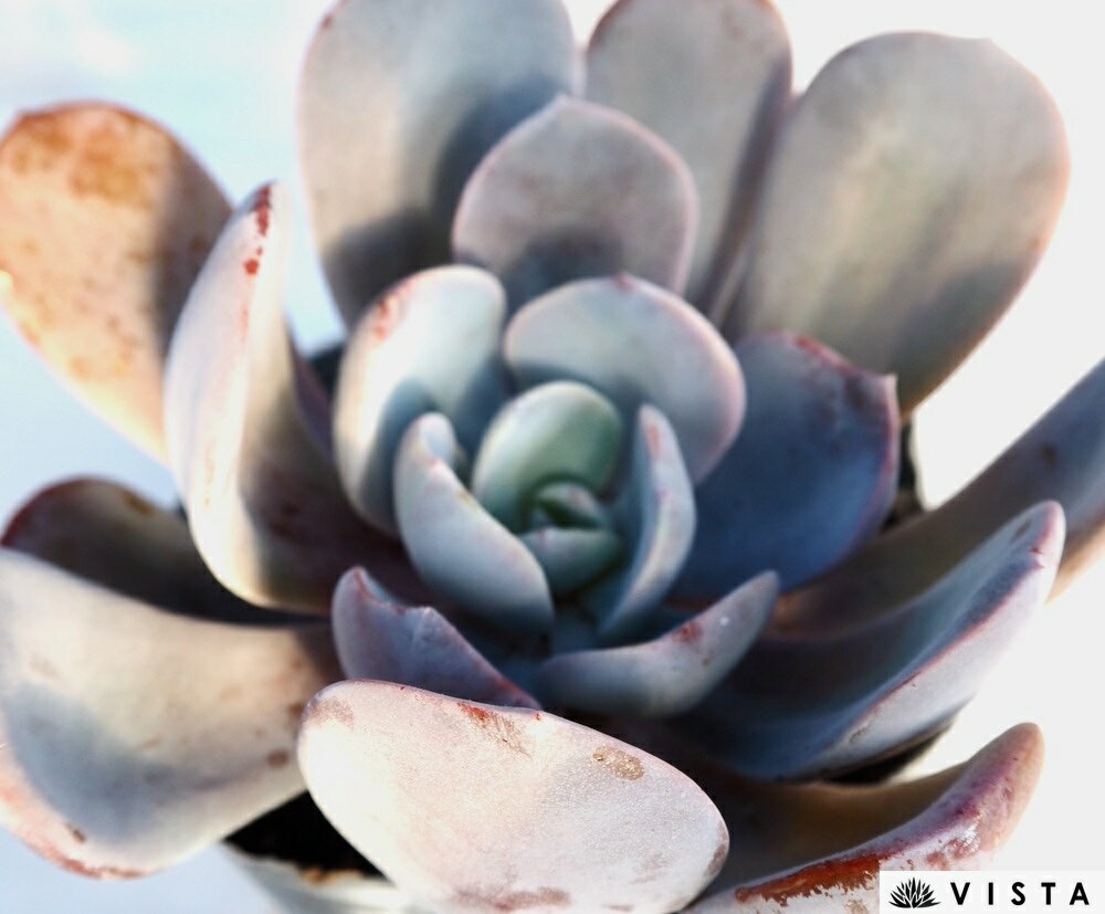パティナ【デラックス多肉】エケベリア属　多肉植物　10.5cmポット観葉植物 雑貨 ...