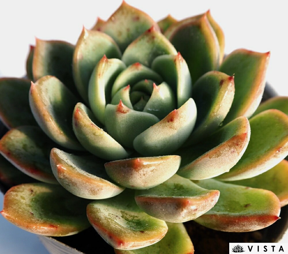 アップルライト【デラックス多肉】エケベリア属　多肉植物　10.5cmポット観葉植物 雑貨 おすすめ イン..