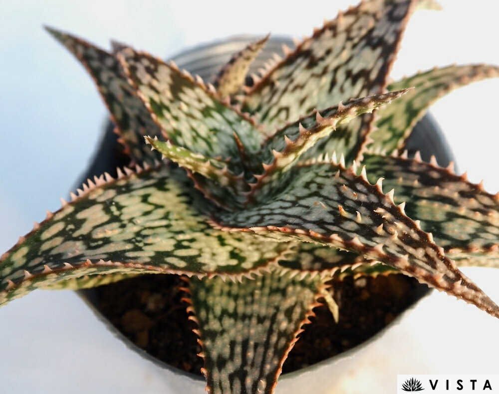 Aloe