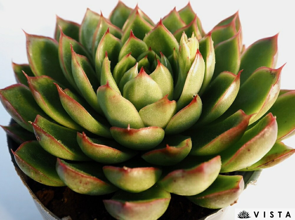 Echeveria