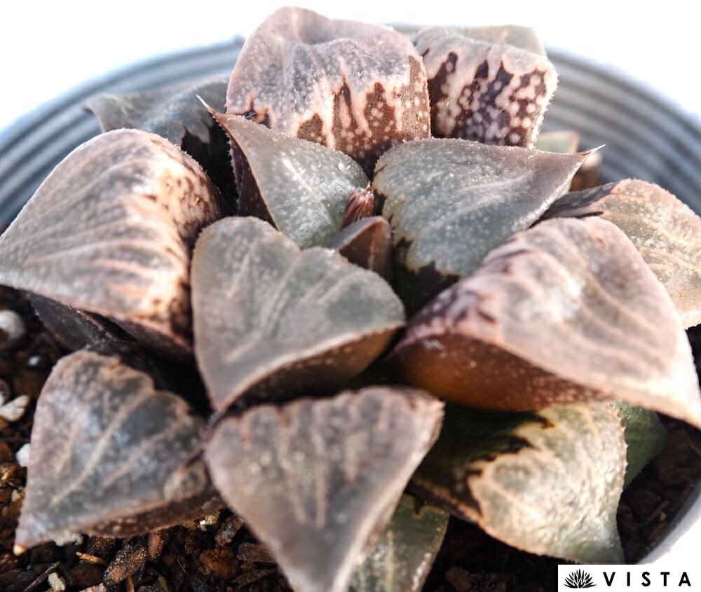 Haworthia`CherryBlossom