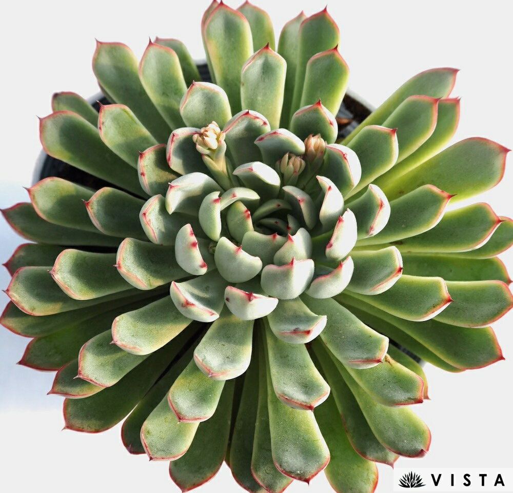 ザラゴーサエッジ【デラックス多肉】エケベリア属　多肉植物　10.5cmポット 観葉植物 雑貨 おすすめ インテリア 暮らし 室内 植物 育て方 サボテン 多肉