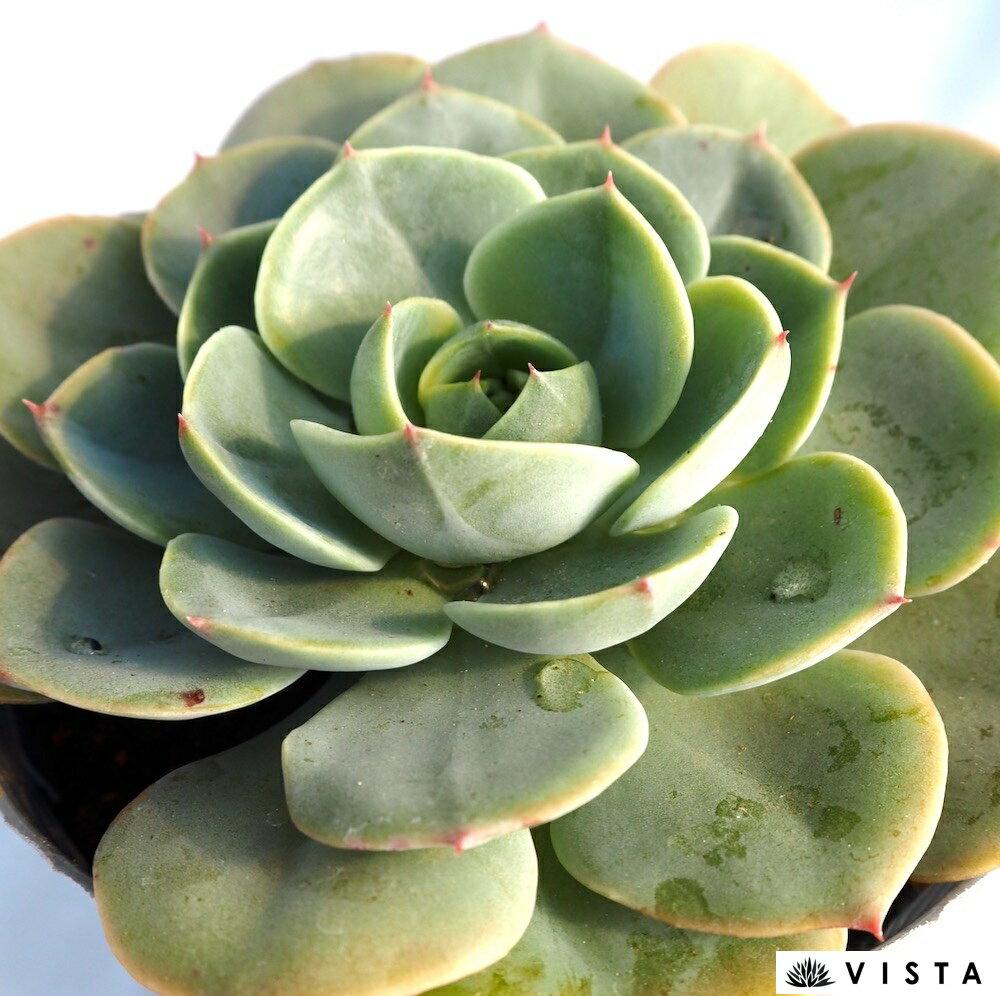 エルアノド【デラックス多肉】エケベリア属　多肉植物　10.5cmポット観葉植物 雑貨...