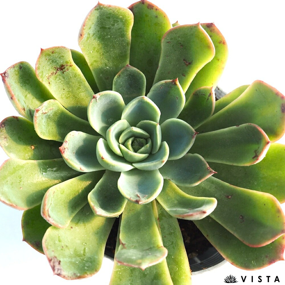 チャーミー　【デラックス多肉】エケベリア属　多肉植物　10.5cmポット観葉植物 雑貨 おすすめ インテリア 暮らし 室内 植物 育て方 サボテン 多肉