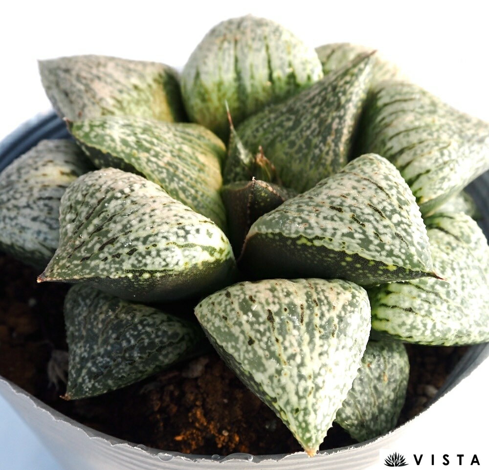 【学名】Haworthia 【原産地】南アフリカ 【特徴】5年ほど経過した古株で、親木としても利用できる、どっしりと肉厚なデラックス多肉。ビスタで通常販売している同品種の商品よりも葉数が多く、葉張りも大きい。真っ白な斑点が見事なピクタ交配種です。 【サイズ】10.5cmポット