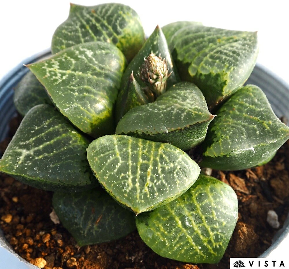 Rakuten - ダルマコンプト【デラックス多肉】【ジュエルプランツ】 ハオルチア属　多肉植物　 10.5cmポット 観葉植物 雑貨 おすすめ インテリア 暮らし ハオルシア haworthia サボテン 植物