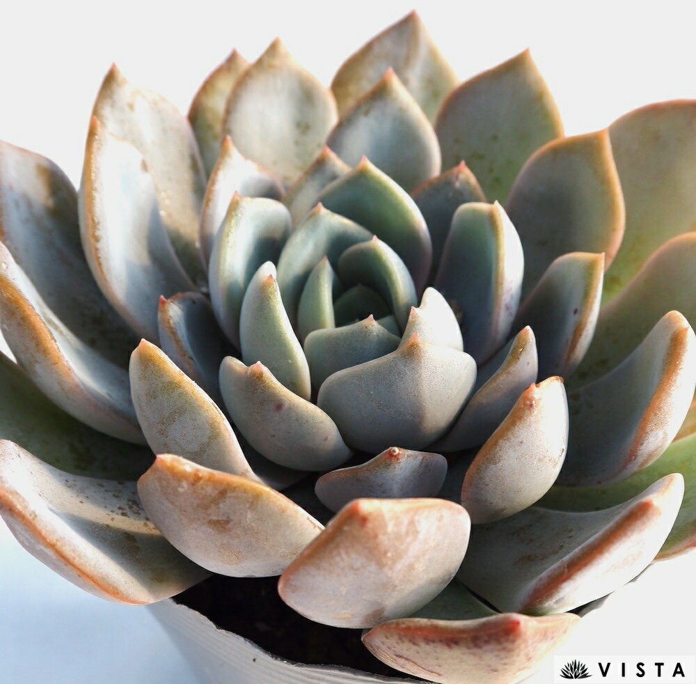 ドライアント【デラックス多肉】 エケベリア属　多肉植物　10.5cmポット観葉植物 ...