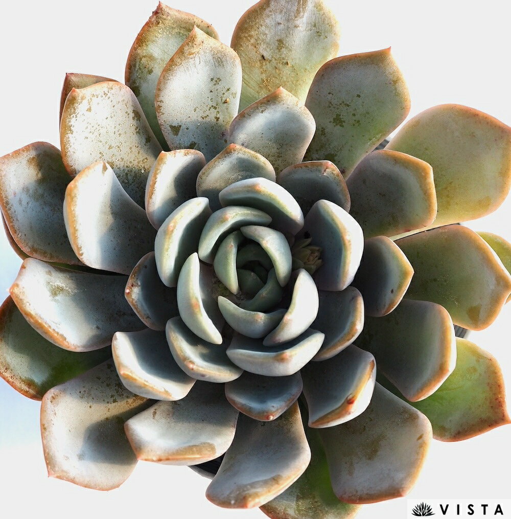 �ɥ饤����ȡڥǥ�å���¿���� �����٥ꥢ°��¿����ʪ��10.5cm�ݥåȴ��տ�ʪ ���� �������� ����ƥꥢ ��餷 ���� ��ʪ ����� ���ܥƥ� ¿��