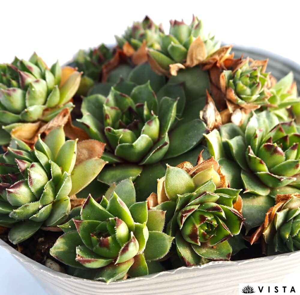 Rakuten - マルモレウム 【デラックス多肉】センペルビウム属　多肉植物　10.5cmポット観葉植物 雑貨 おすすめ インテリア 暮らし 地植え 鉢植え 子株 寒さ 紅葉