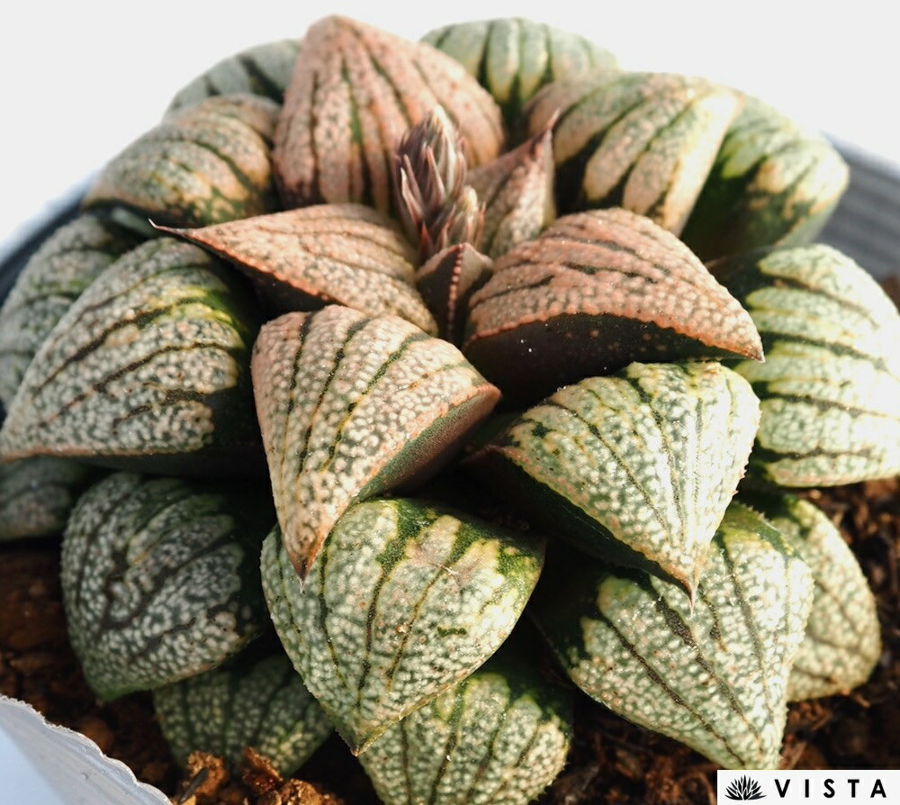 Other Succulents - 小町（コマチ）【デラックス多肉】【ジュエルプランツ】 ハオルチア属　多肉植物　 10.5cmポット 観葉植物 雑貨 おすすめ インテリア 暮らし ハオルシア haworthia サボテン 植物