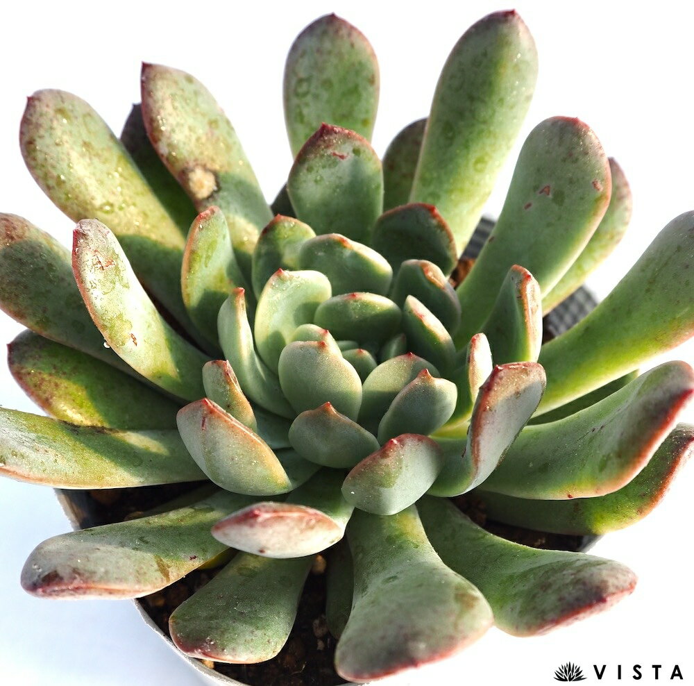 ダークナイト【デラックス多肉】エケベリア属　多肉植物　10.5cmポット観葉植物 雑...