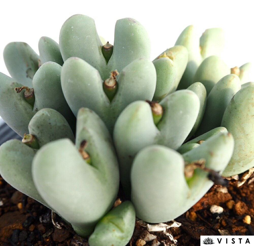 聖園（セイエン）【デラックス多肉】コノフィツム属　多肉植物　10.5cmポット