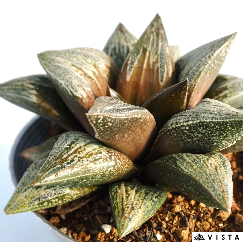 クレムリン【デラックス多肉】 【ジュエルプランツ】 ハオルチア属　多肉植物　 10.5cmポット 観葉植物 雑貨 おすすめ インテリア 暮らし ハオルシア haworthia サボテン 植物