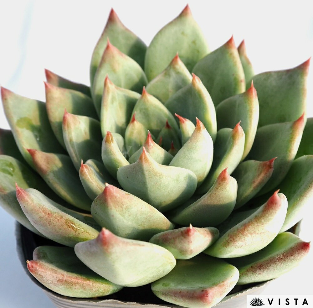 シャキノ【デラックス多肉】エケベリア属　多肉植物　10.5cmポット観葉植物 雑貨 ...