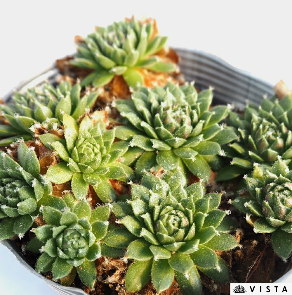 センペルビウム