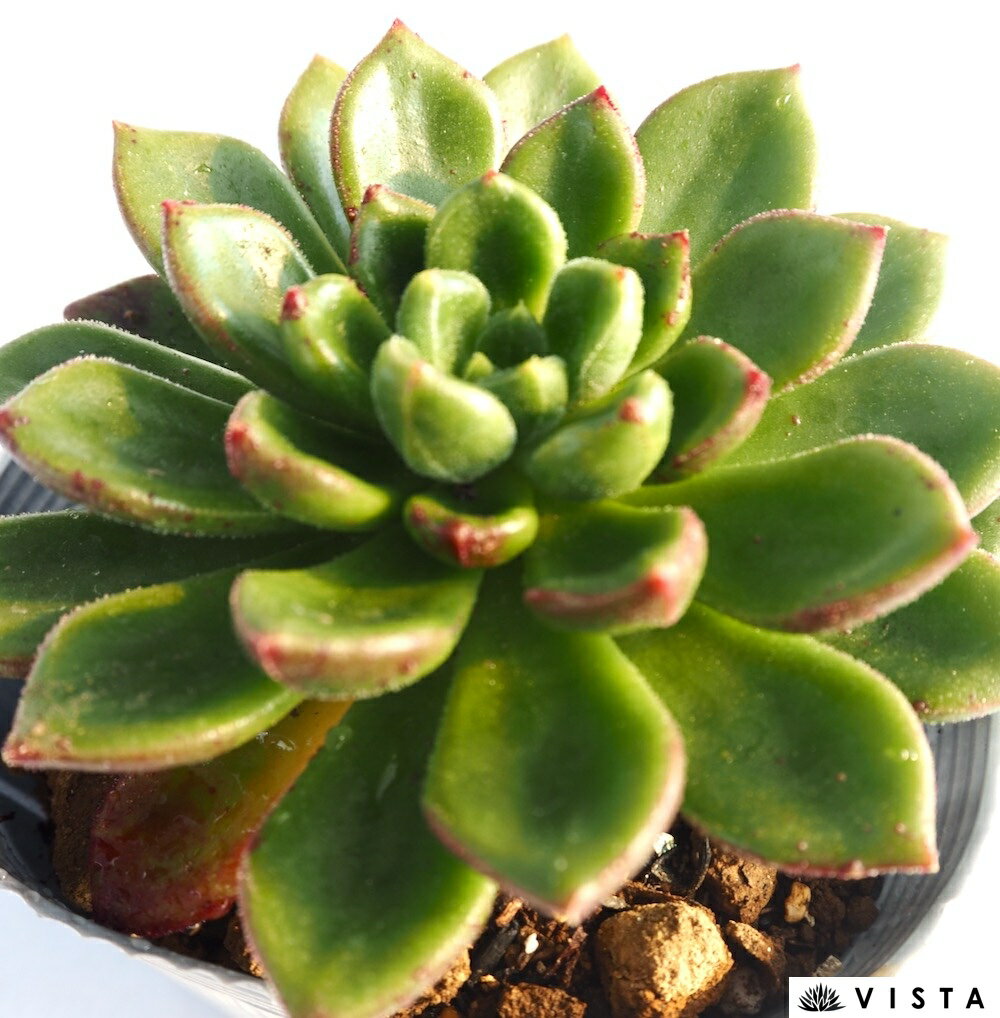 チュブス【デラックス多肉】エケベリア属　多肉植物　10.5cmポット観葉植物 雑貨 ...