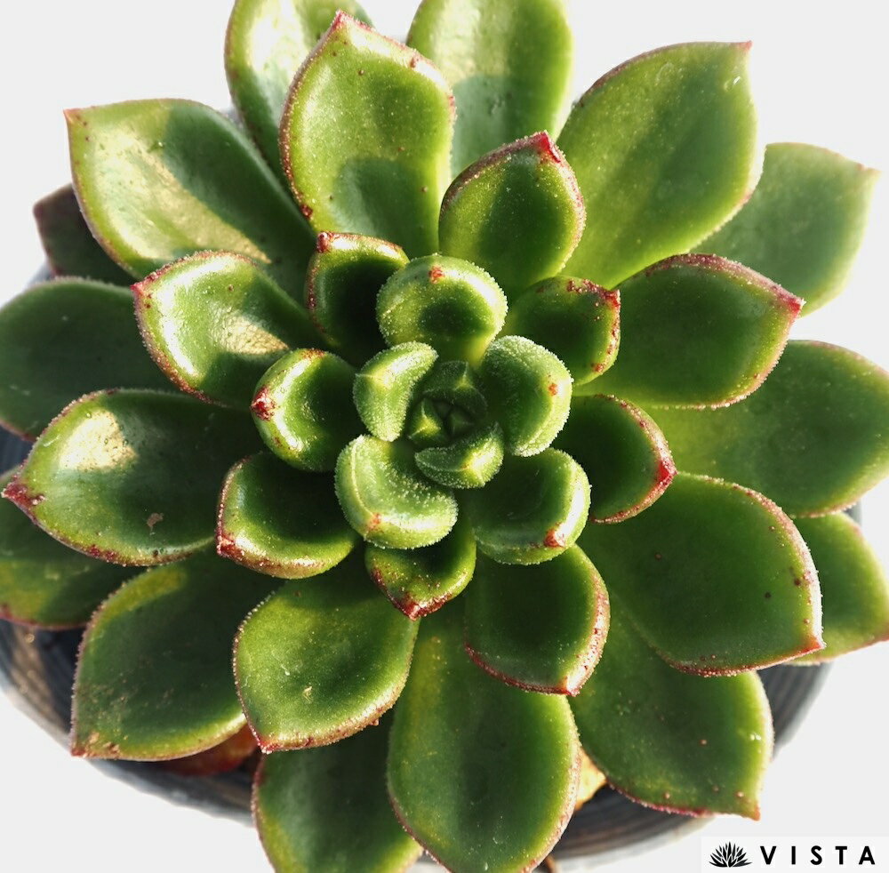 チュブス【デラックス多肉】エケベリア属　多肉植物　10.5cmポット観葉植物 雑貨 おすすめ インテリア 暮らし 室内 植物 育て方 サボテン 多肉