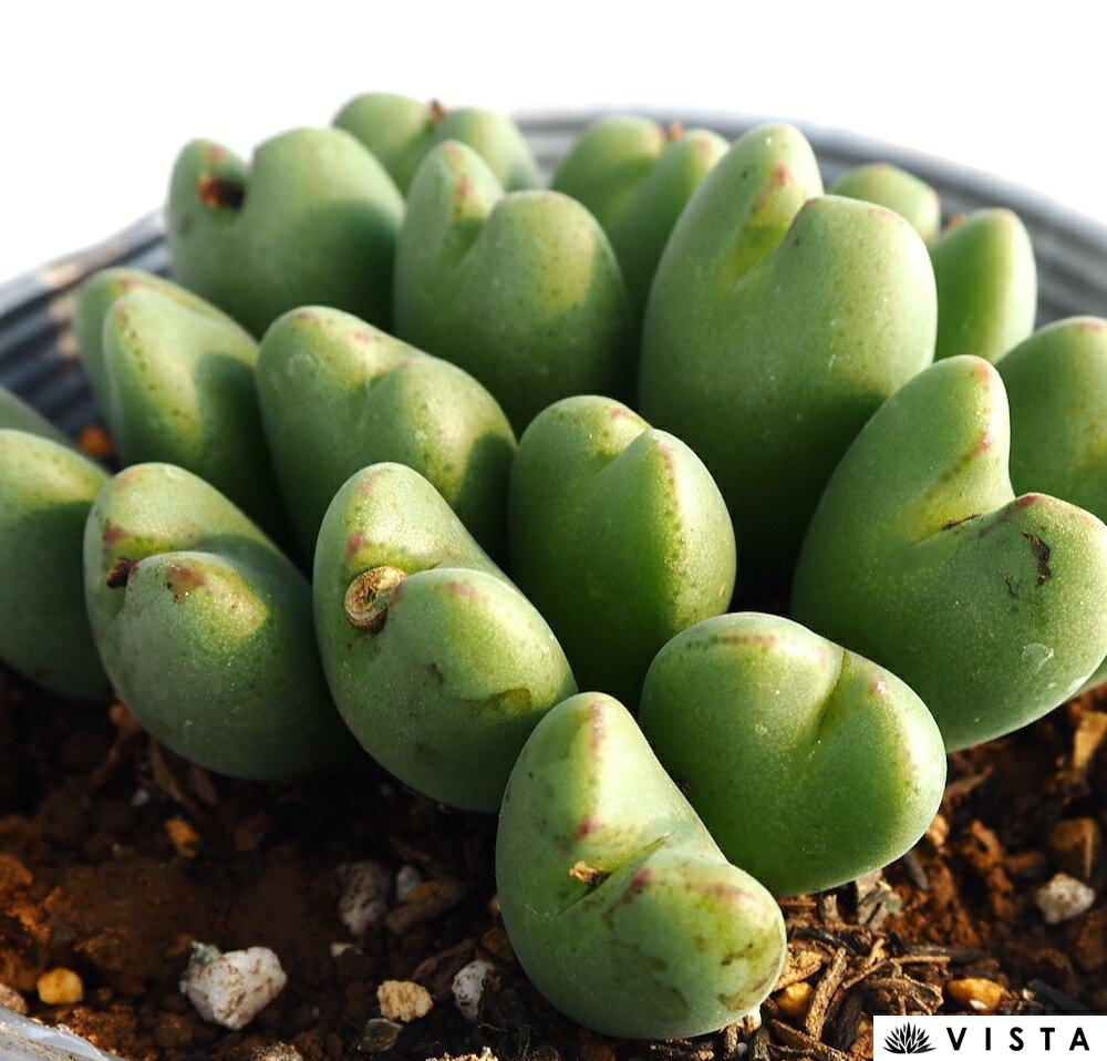 花園（ハナゾノ）【デラックス多肉】コノフィツム属　多肉植物　10.5cmポット