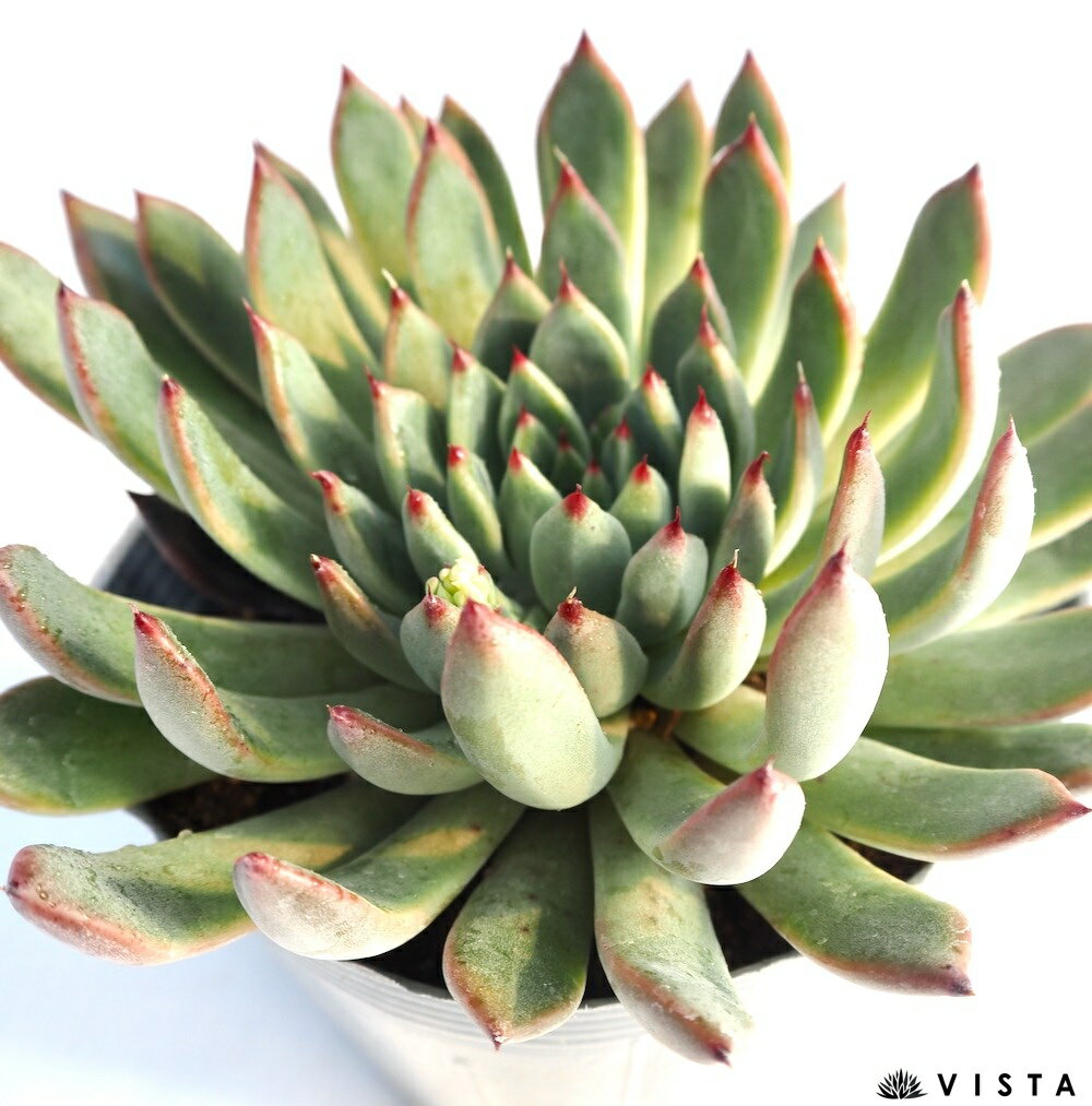 ティアラ【デラックス多肉】エケベリア属　多肉植物　10.5cmポット観葉植物 雑貨 ...