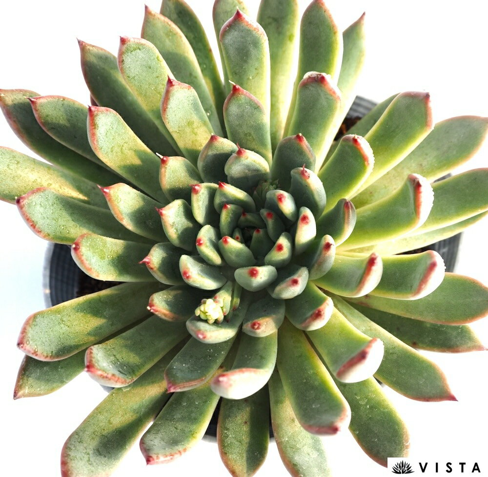 ティアラ【デラックス多肉】エケベリア属　多肉植物　10.5cmポット観葉植物 雑貨 おすすめ インテリア 暮らし 室内 植物 育て方 サボテン 多肉