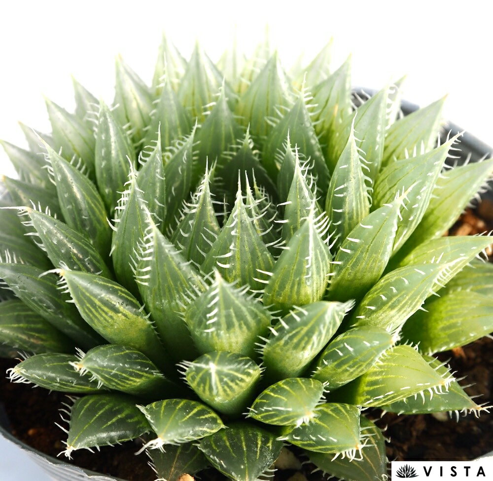 ハオルチア（ハオルシア）