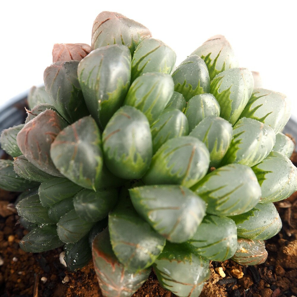オブツーサ（レッドライン）【デラックス多肉】【ジュエルプランツ】 ハオルチア属　多肉植物　 10.5cmポット 観葉植物 雑貨 おすすめ インテリア 暮らし ハオルシア haworthia サボテン 植物