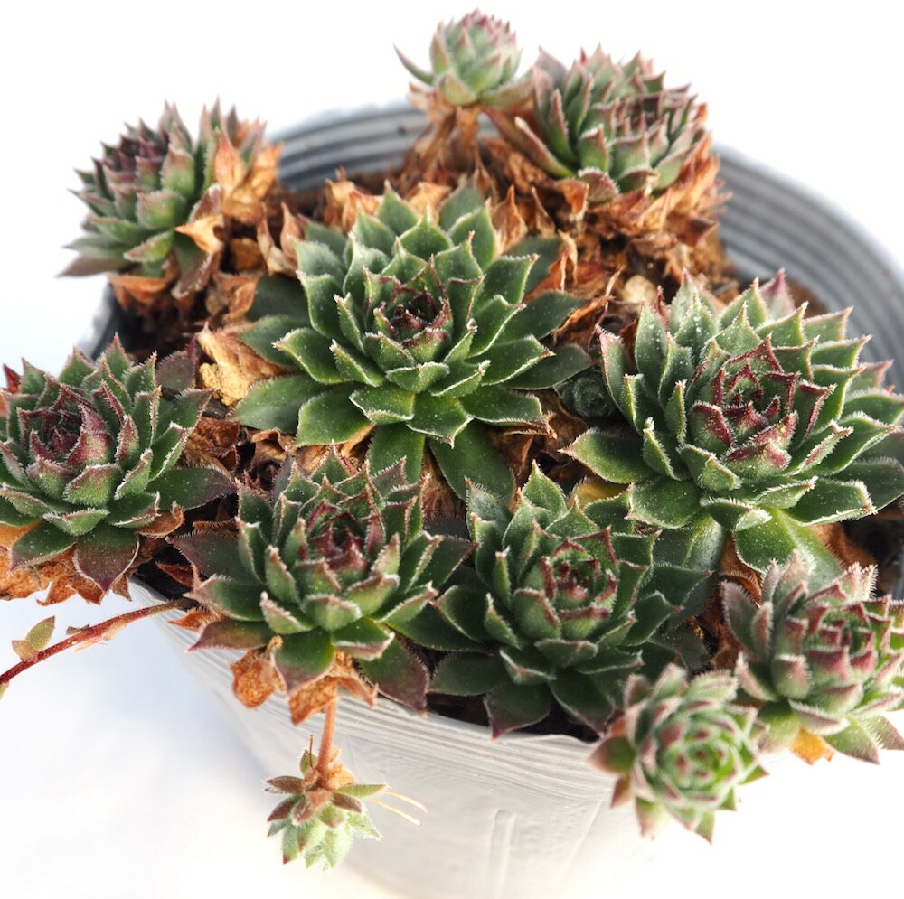 Other - ケリージョー【デラックス多肉】センペルビウム属　多肉植物　10.5cmポット観葉植物 雑貨 おすすめ インテリア 暮らし 地植え 鉢植え 子株 寒さ 紅葉